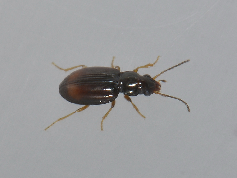 Sphaerotachys hoemorrhoidalis (Carabidae)